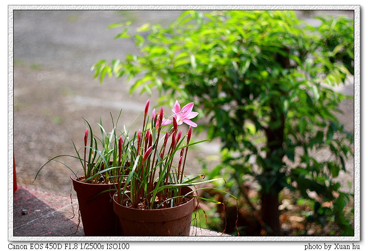 韭蘭Zephyranthes carinata ...