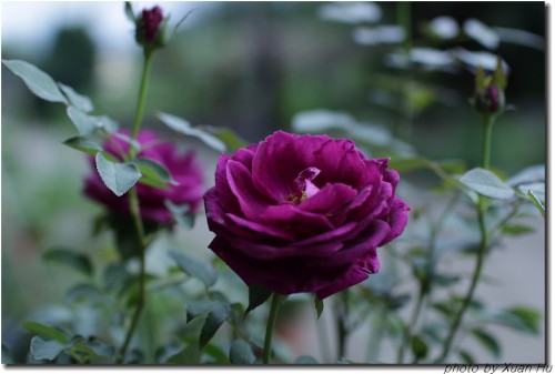 紫玫瑰--海潮之聲(Ebb Tide)