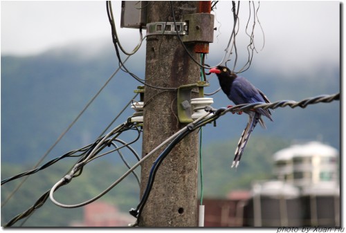 我家也有台灣藍鵲