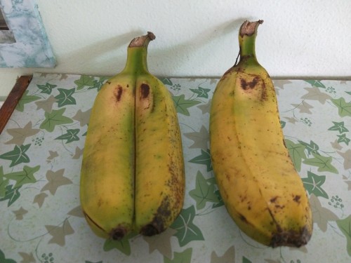 雙胞胎香蕉